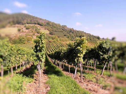Herbstliches Picknick im Weinberg im Ahrtal